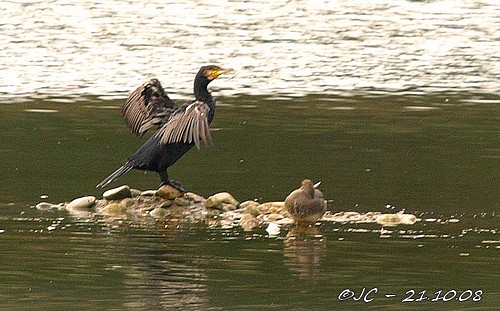 Grand Cormoran  - Patricia Marmeys Fatton