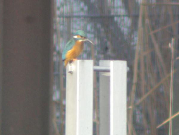 Martin-pêcheur d'Europe  - Hugo Von Rohr