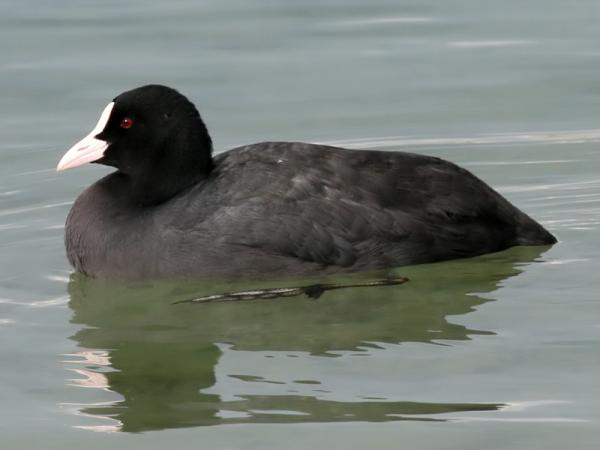 Foulque macroule  - Ken Billington