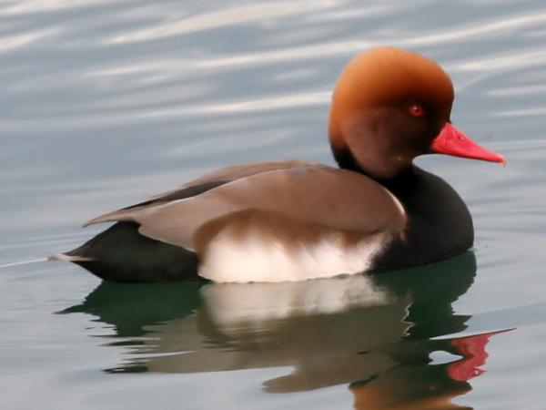 Nette rousse  - Ken Billington