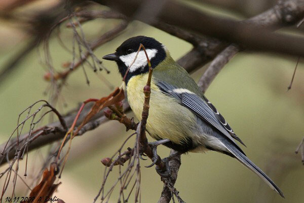 Mésange charbonnière  - Berlie Arlette