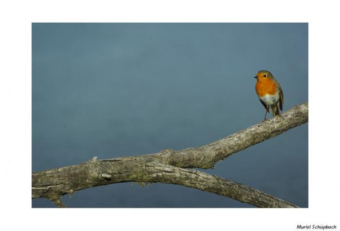 Rougegorge familier  - Muriel Schüpbach