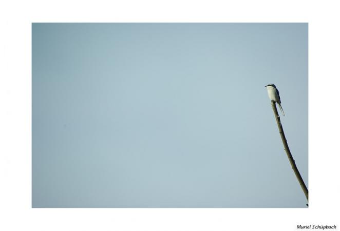 Pie-grièche grise  - Muriel Schüpbach