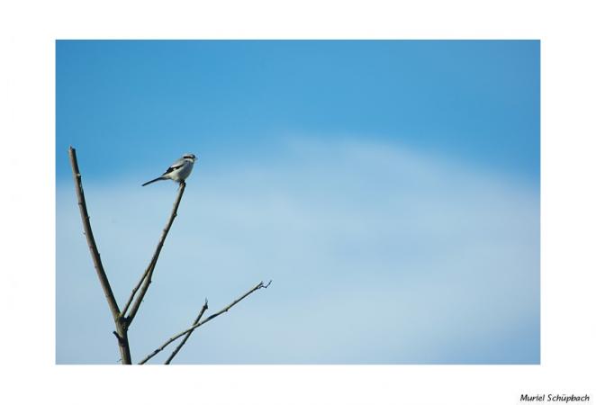 Pie-grièche grise  - Muriel Schüpbach