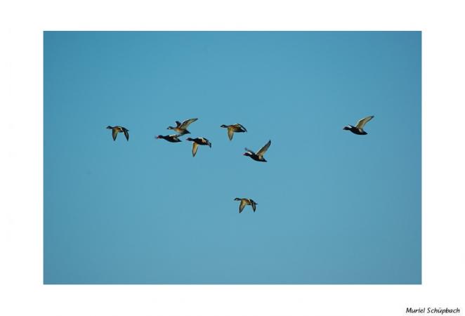 Nette rousse  - Muriel Schüpbach