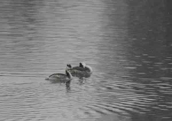 Grèbe huppé  - Roland Frene