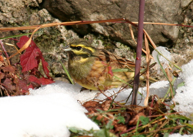 Bruant zizi  - Martin Wettstein