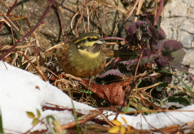 Bruant zizi  - Martin Wettstein