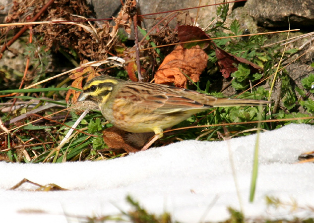 Bruant zizi  - Martin Wettstein