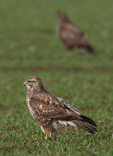 Buse variable  - Patrick Donini