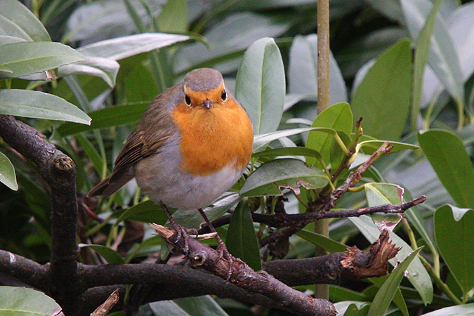 Rougegorge familier  - Ursula Sprecher