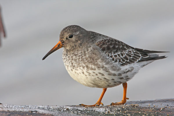 Bécasseau violet  - Eric Sauser