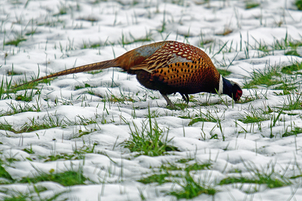 Faisan de Colchide  - Pascal Curty