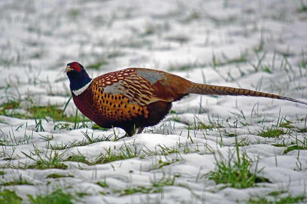 Faisan de Colchide  - Pascal Curty