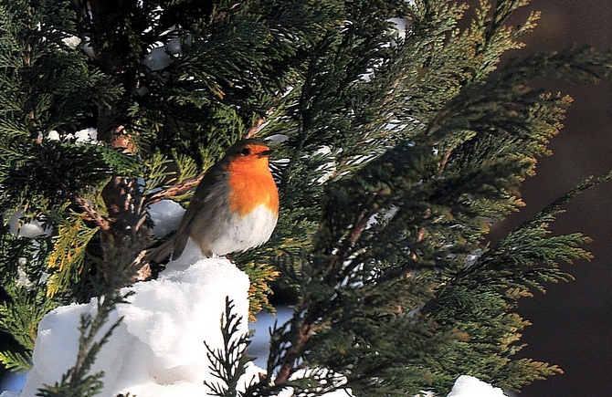 Rougegorge familier  - Jean-Marc Breguet