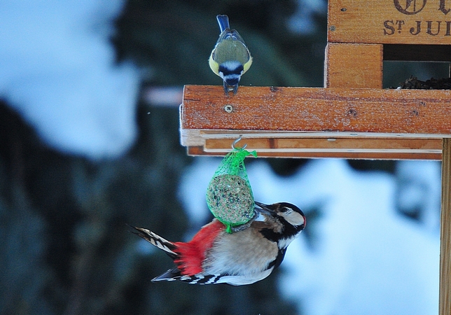 Pic épeiche  - Jean-Marc Breguet