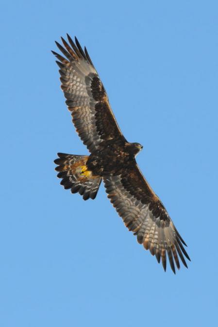 Aigle royal  - Jacques Erard