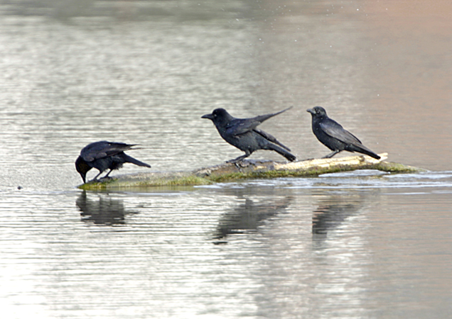 Corneille noire  - Kurt Knechtli