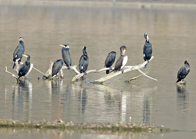 Grand Cormoran  - Kurt Knechtli