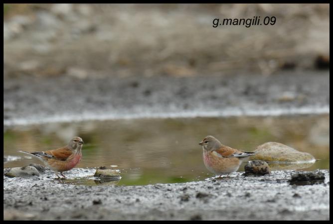 Linotte mélodieuse  - Giorgio Mangili