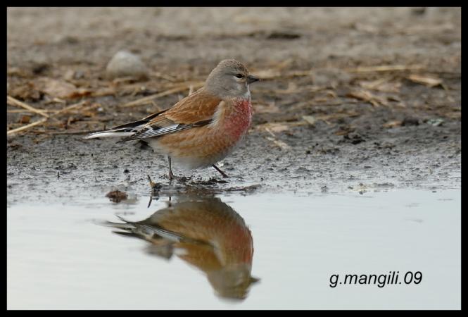 Linotte mélodieuse  - Giorgio Mangili