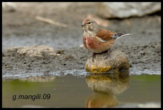 Linotte mélodieuse  - Giorgio Mangili