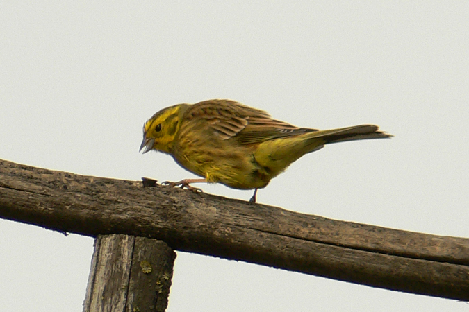 Bruant jaune  - Roger + Margot Cattin