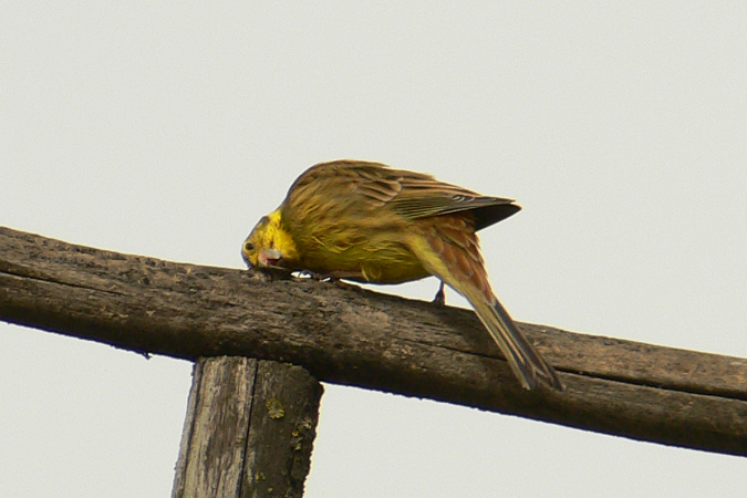 Bruant jaune  - Roger + Margot Cattin