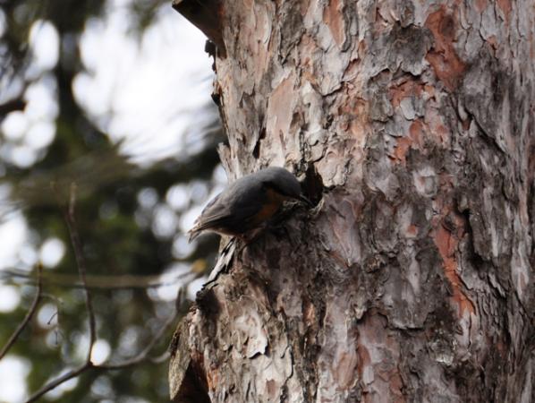 Sittelle torchepot  - Astrid Oehl
