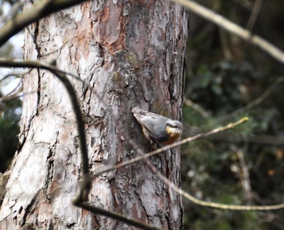 Sittelle torchepot  - Astrid Oehl