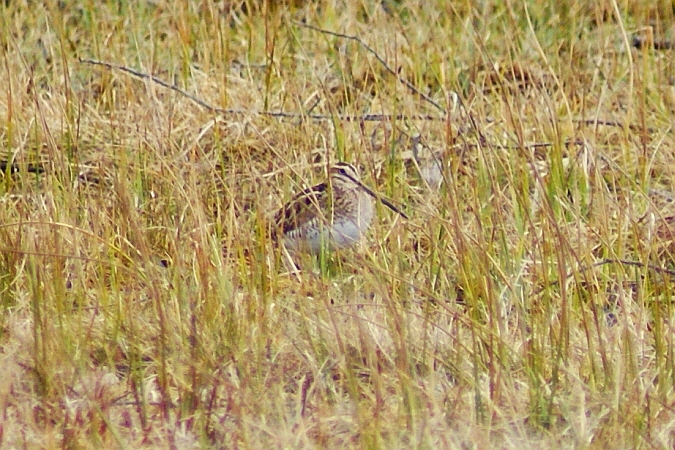 Bécassine des marais  - Astrid Hauzenberger