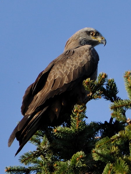 Milan noir  - Jean-Luc Loizeau