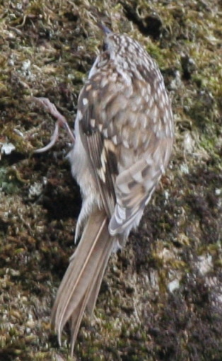 Grimpereau des bois  - Gavino Strebel