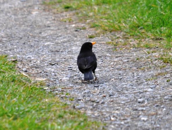 Merle noir  - Astrid Oehl