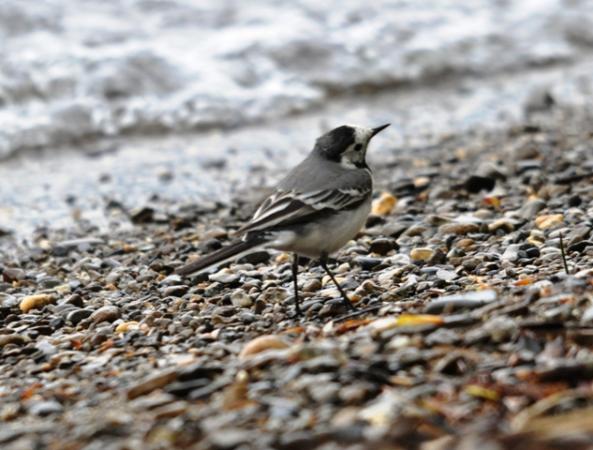 Bergeronnette grise  - Astrid Oehl