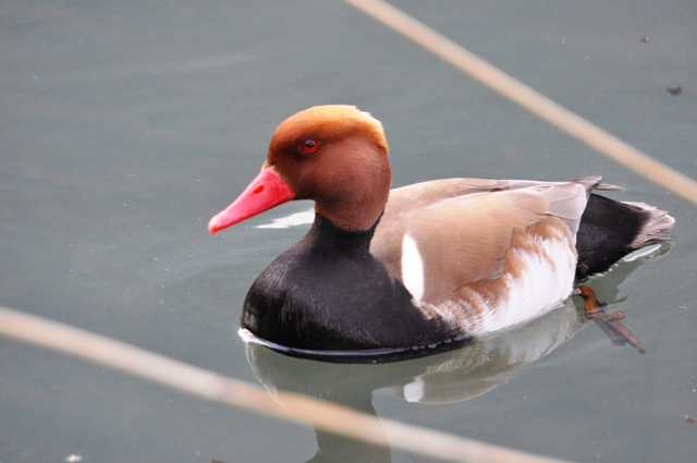 Nette rousse  - Astrid Oehl