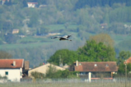 Héron cendré  - Robert Patrick Inchauspé