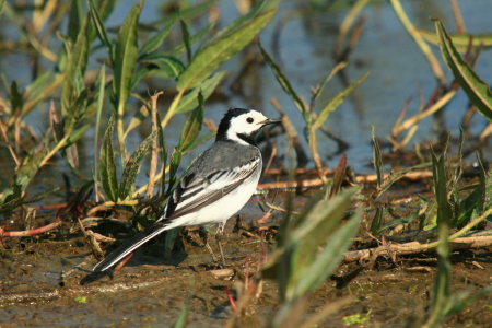 Bergeronnette grise  - Robert Patrick Inchauspé