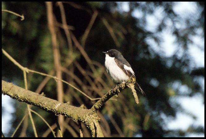 Gobemouche noir  - Heimann Pierre