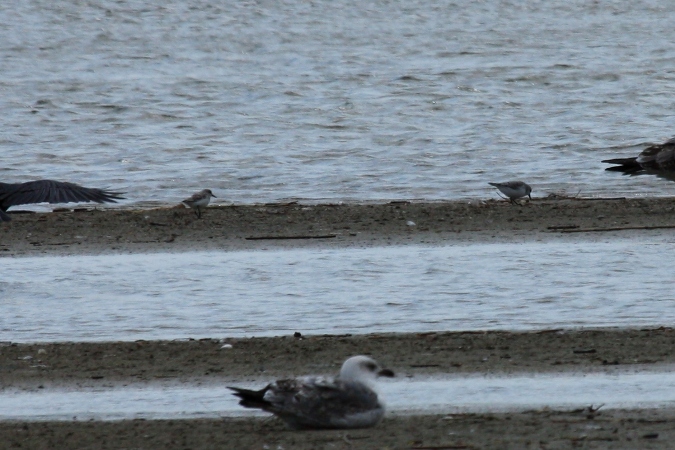 Bécasseau sanderling  - Anita + Daniel Schneeberger