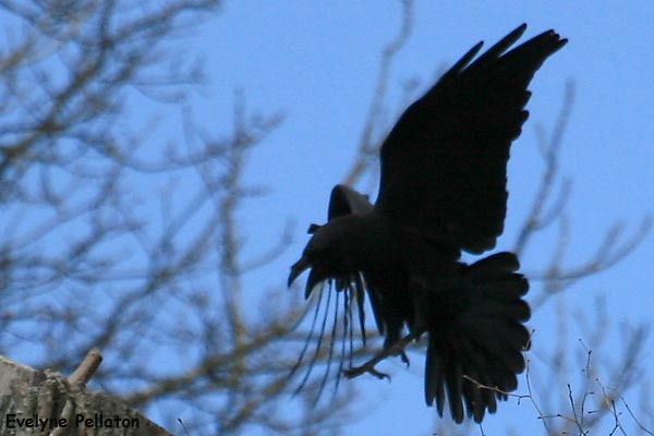 Grand Corbeau  - Evelyne Pellaton
