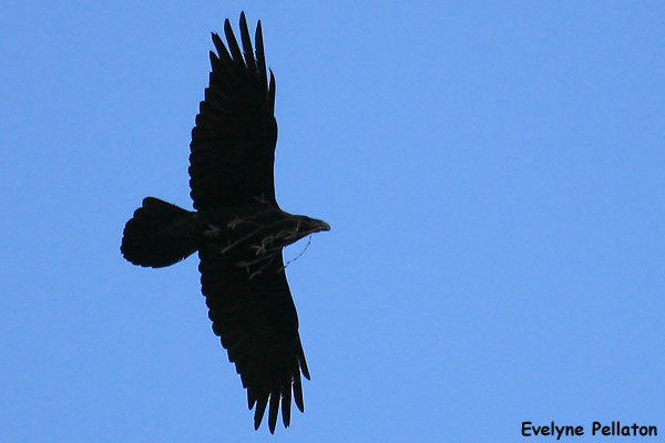Grand Corbeau  - Evelyne Pellaton