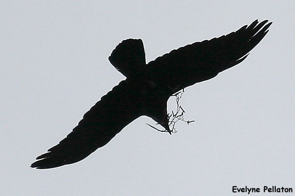 Grand Corbeau  - Evelyne Pellaton