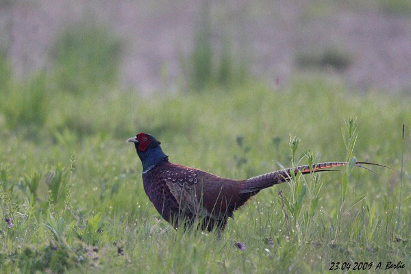 Faisan de Colchide  - Berlie Arlette