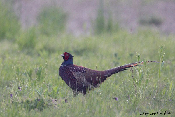 Faisan de Colchide  - Berlie Arlette