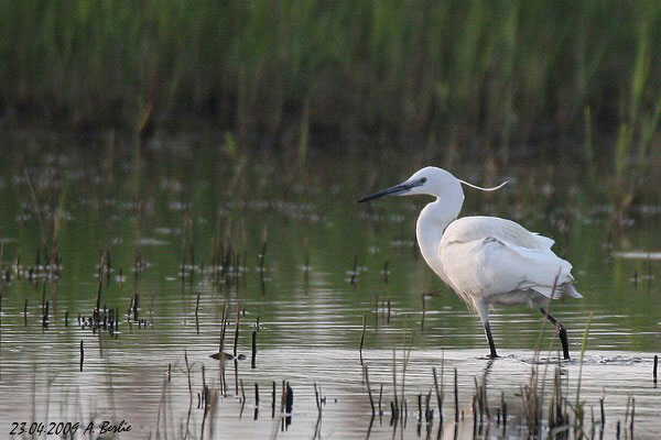 Aigrette garzette  - Berlie Arlette