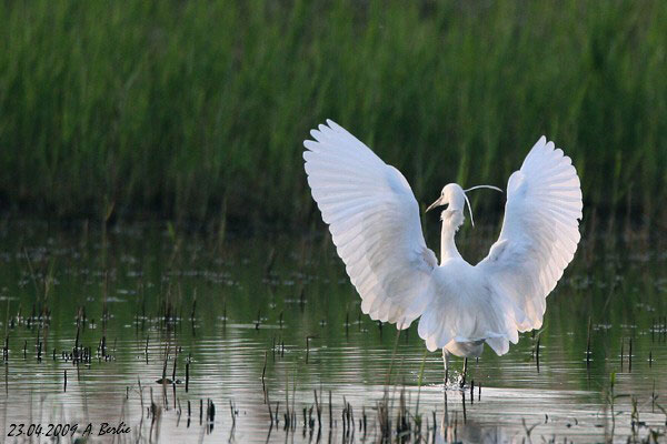 Aigrette garzette  - Berlie Arlette