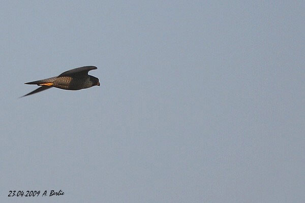 Faucon pèlerin  - Berlie Arlette