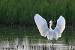 Aigrette garzette  - Berlie Arlette