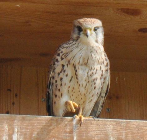 Faucon crécerelle  - Hans-Rudolf Weiss